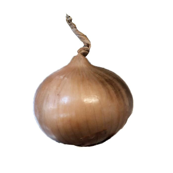 White Onion 1 piece - Longdan Online Supermarket